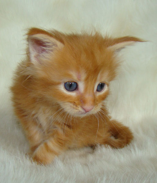     Catsvill County!   !    !       !!!    Catsvill County +7-926-544-74-09     .   ,   ,   ,    ,   ,  ,     ,   -,    ,   !